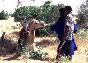 Im Air, Tuareg, nig_tsa3_21